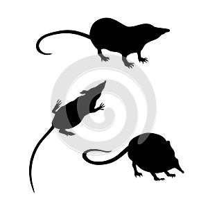 Vector silhouettes of a shrew