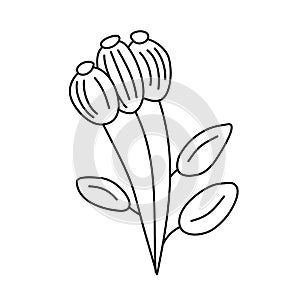 Vector simple botanical illustration of three flowers. Line artwork minimal design elements. elegant and delicate plant