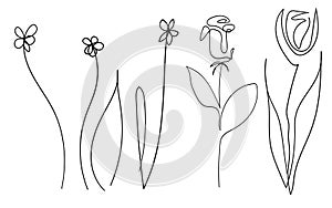 Vector single one line drawn set of flowers. flower handdrawing outline illustration isolated on white background. Botanical