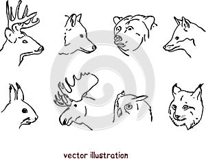 vector sketch of animal heads