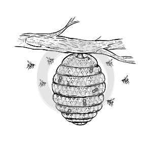 Vector sketch of beehive photo
