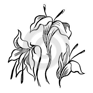 Vector sketch black contour of lily flowers