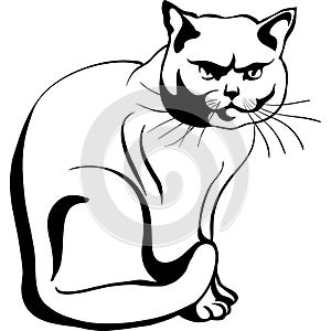 Vector Sketch of the british cat