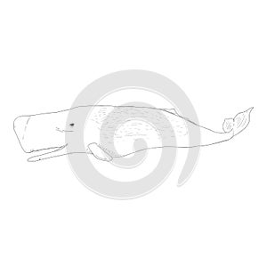Vector Sketch Cachalot Whale