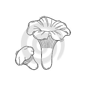 Vector sketch chanterelles mushrooms black and white graphics, autumn mushrooms isolated on white background