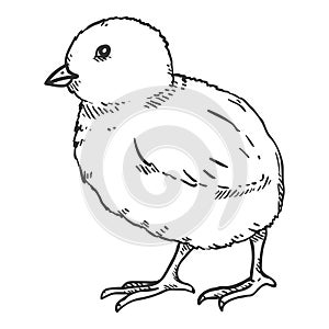 Vector Sketch Chick Illustration