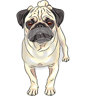 Vector sketch cute dog pug breed