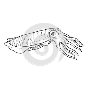 Vector Sketch Cuttle . Cephalopod Illustration