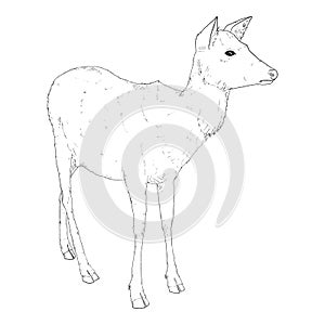 Vector Sketch Deer Illustration on White Bakcground