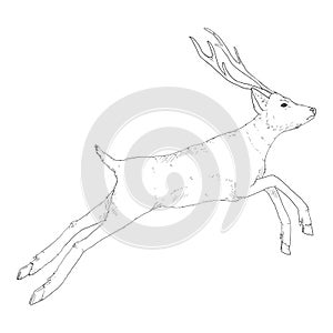 Vector Sketch Deer Illustration on White Bakcground