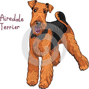 Vector sketch dog Airedale Terrier breed photo
