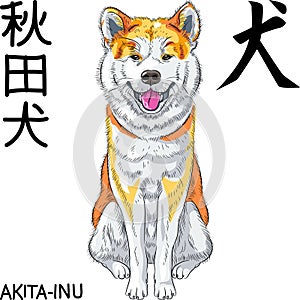 Vector sketch dog Akita Inu Japanese breed smiles