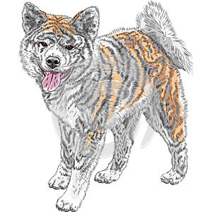 Vector sketch dog Akita Inu Japanese breed smiles