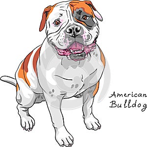 Vector sketch dog American Bulldog breed