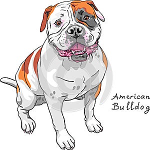 Vector sketch dog American Bulldog breed photo