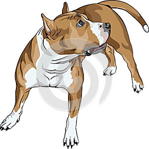 vector Sketch dog American Staffordshire Terrier