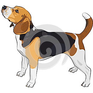 vector Sketch dog Beagle breed