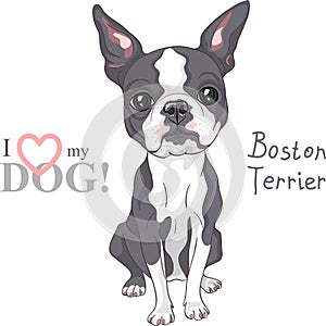 Vector sketch dog Boston Terrier breed serious