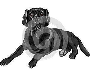 vector Sketch dog breed black labrador retrievers