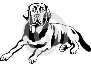 vector Sketch dog breed labrador retrievers