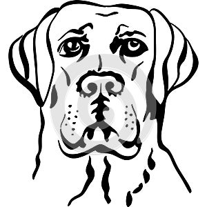 vector Sketch dog breed labrador retrievers