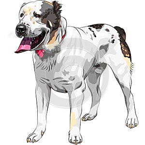 Vector Sketch dog Central Asian Shepherd Dog breed