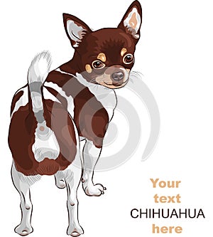 vector Sketch dog Chihuahua breed smiling