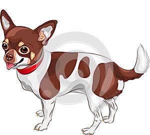 vector Sketch dog Chihuahua breed smiling