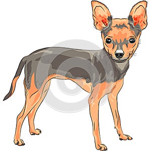 Vector sketch dog Chihuahua breed smiling