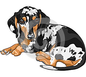 vector Sketch dog Dachshund breed lying