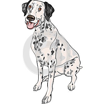 vector sketch dog Dalmatian breed smiles