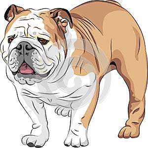 vector Sketch dog English Bulldog breed