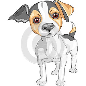 vector Sketch dog Jack Russell Terrier breed