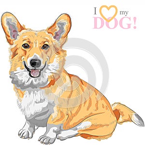 Vector sketch dog Pembroke Welsh corgi smiling photo