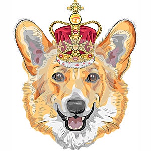 Vector sketch dog Pembroke Welsh corgi smiling in gold crown photo