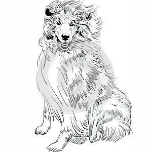 Vector sketch dog Rough Collie breed hand drawing vector