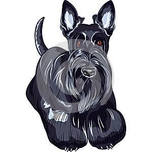 Vector sketch dog Scottish Terrier breed standing