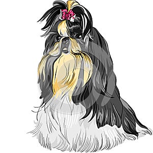 vector Sketch dog Shih Tzu breed