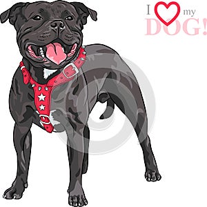 Vector sketch dog Staffordshire Bull Terrier breed