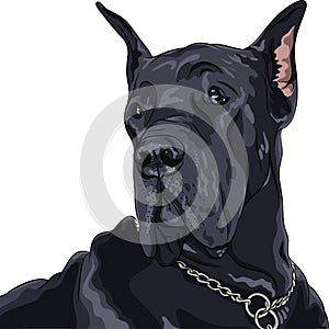 Vector sketch domestic dog black Great Dane breed
