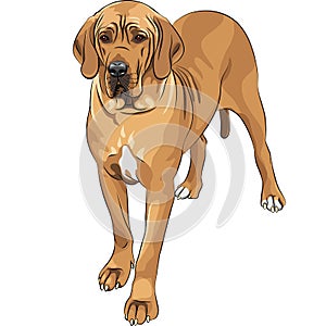 vector Sketch domestic dog fawn Great Dane breed