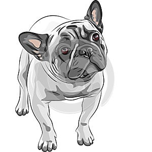 vector Sketch domestic dog French Bulldog breed photo