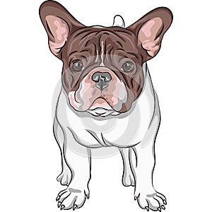 Vector sketch domestic dog French Bulldog breed
