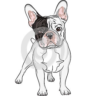 Vector sketch domestic dog French Bulldog breed