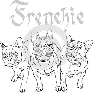 Vector sketch domestic dog French Bulldog breed