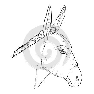 Vector Sketch Donkey Head