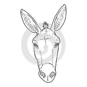 Vector Sketch Donkey Head