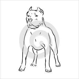 Vector sketch drawing pitbull barking pit bull terrier dog vector