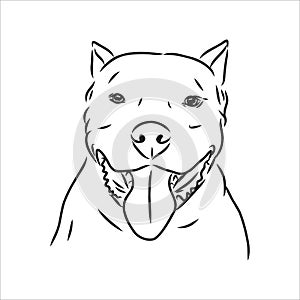 Vector sketch drawing pitbull barking pit bull terrier dog vector