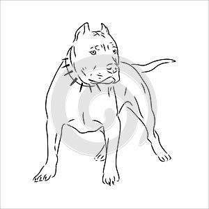 Vector sketch drawing pitbull barking pit bull terrier dog vector